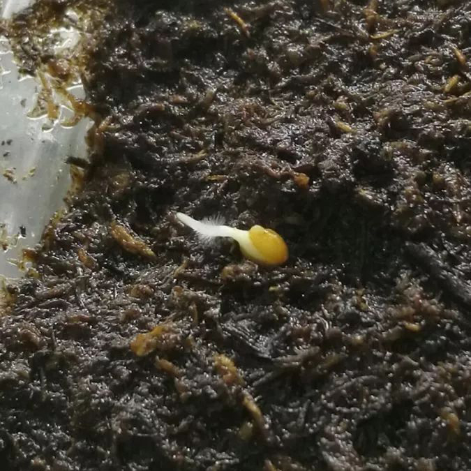 角堇播种