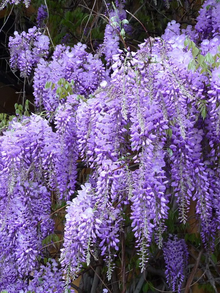 中国的紫藤花