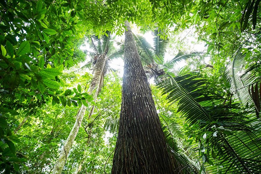 植物吸收并储存大气中的二氧化碳 © Valdemir Cunha / Greenpeace