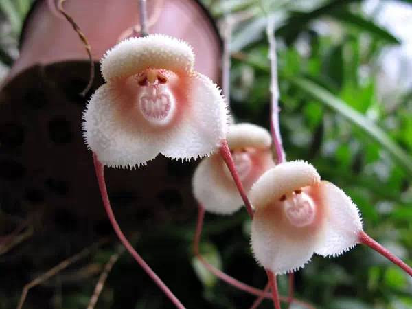 猴脸兰花
