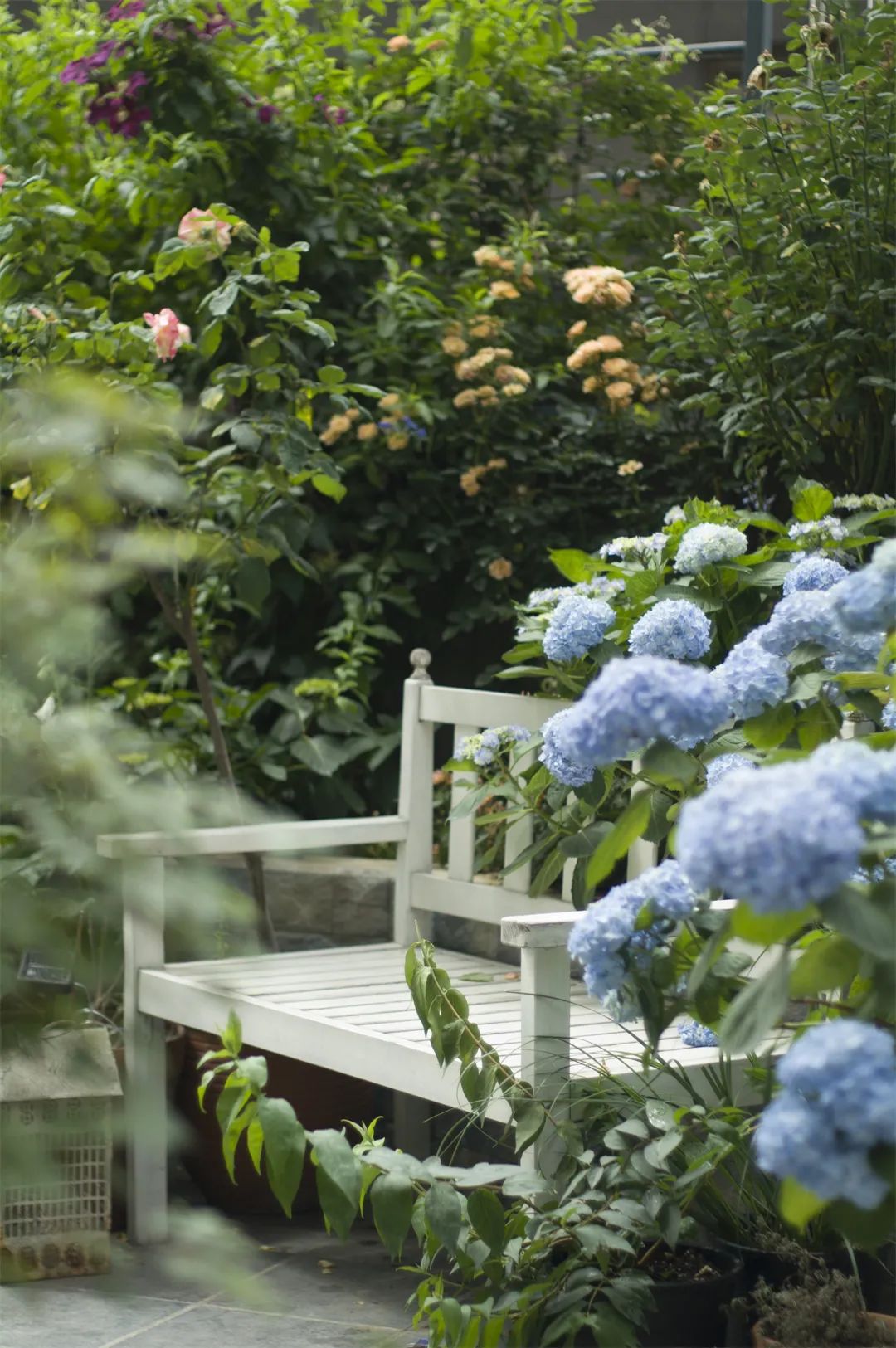 △围绕花园里的两个椅子，小雨随季节搭配了不同植物，让四时之景不同。