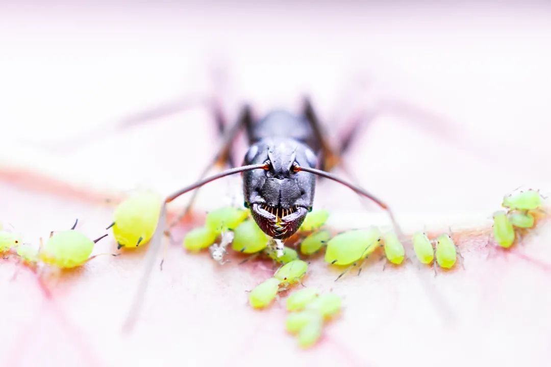 △因为种花，中中喜欢上微距摄影，发现自然中的微观世界。图上是一次散步时拍到的蚂蚁牧蚜。