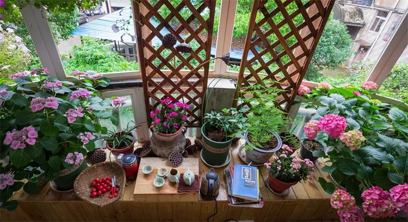 △室内窗台上种的长寿花、矾根、兰花等。