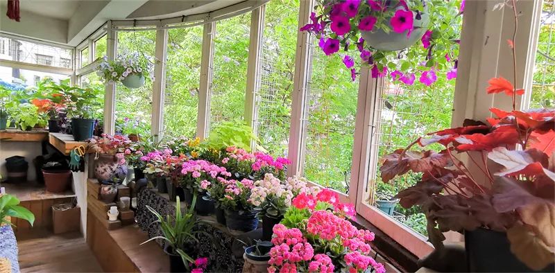 △室内窗台上种的长寿花、矾根、兰花等。