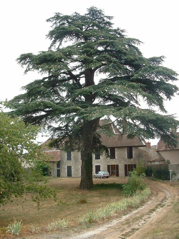 在法国的一株雪松树