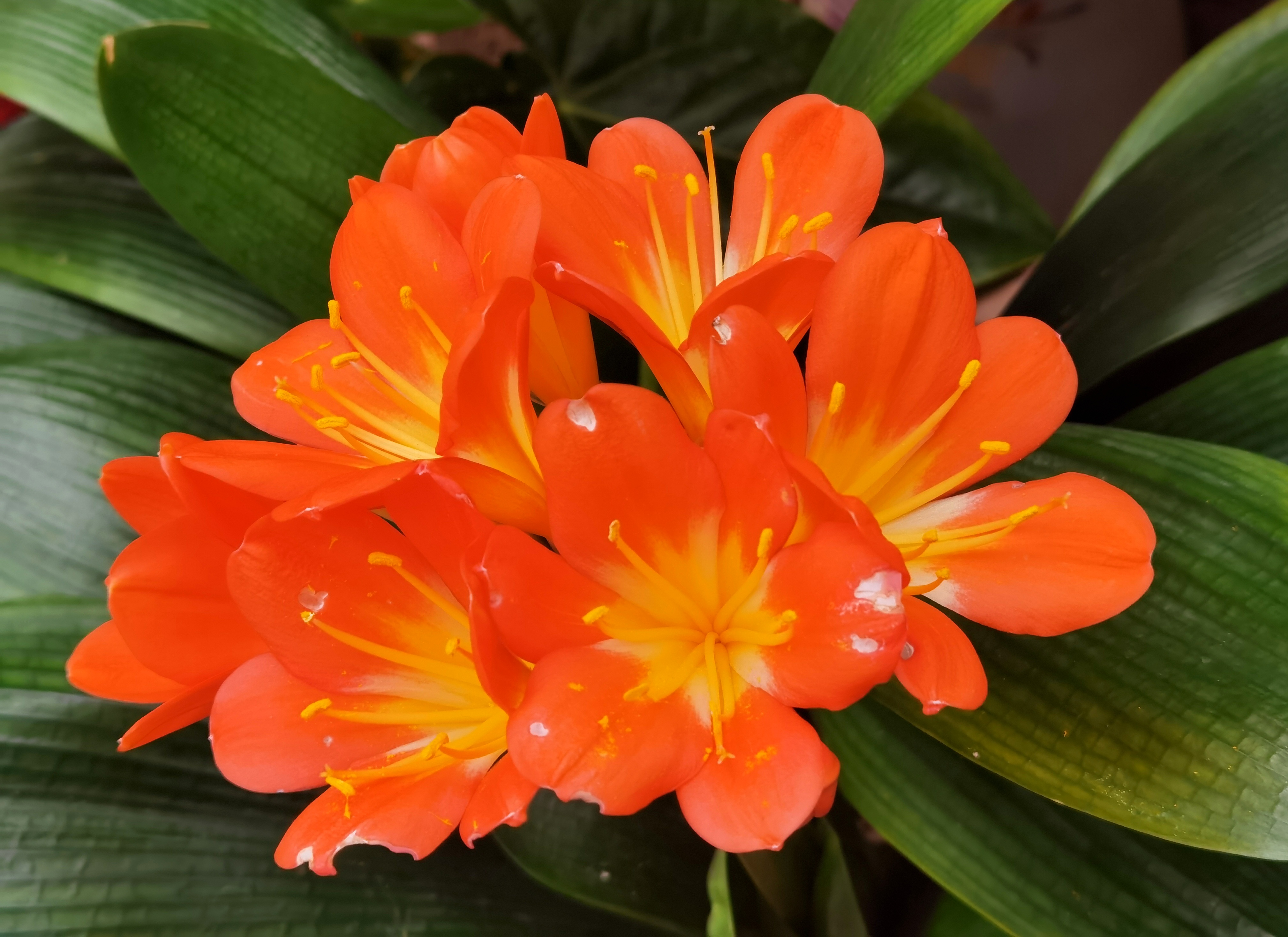 君子兰的花，包含七朵橘红色花朵。