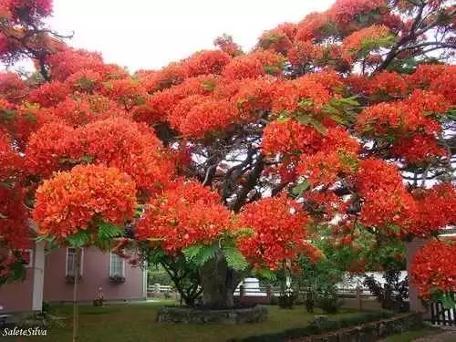 巴西的凤凰木