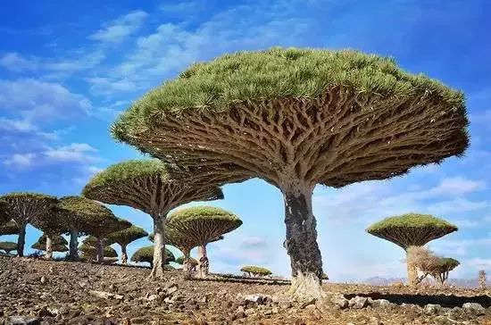 也门的龙血树