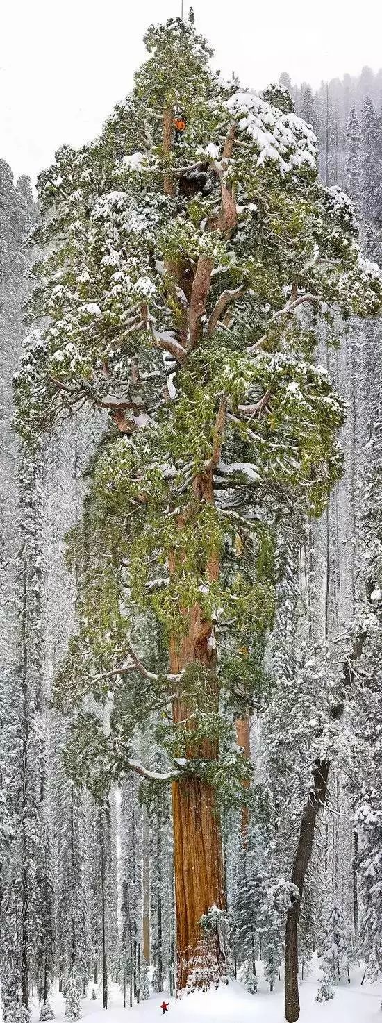 美国加州的巨杉