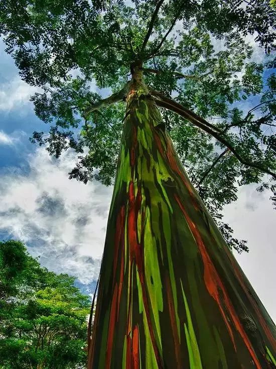 夏威夷的彩虹桉树