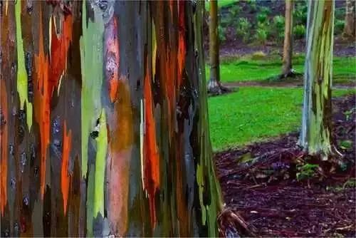 夏威夷的彩虹桉树