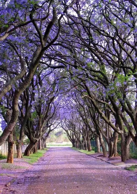 南非的蓝花楹