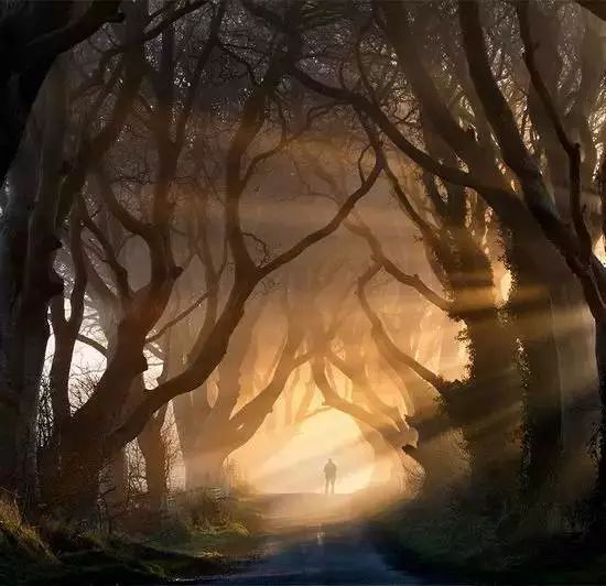 北爱尔兰的黑暗树篱