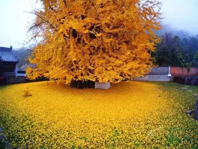 西安古刹的银杏树