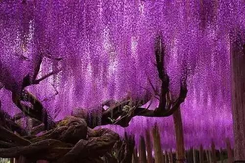日本144岁的紫藤