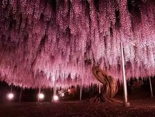 日本144岁的紫藤