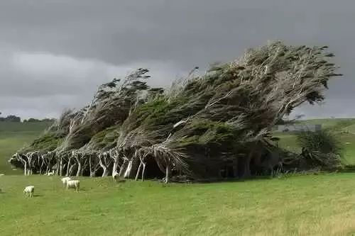 新西兰的倾斜树