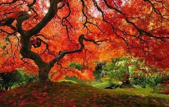 美国波特兰的日本枫树