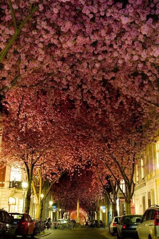 德国的樱花隧道