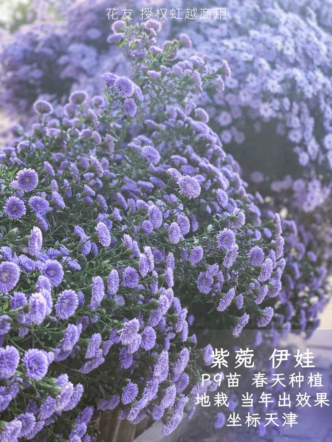 紫菀