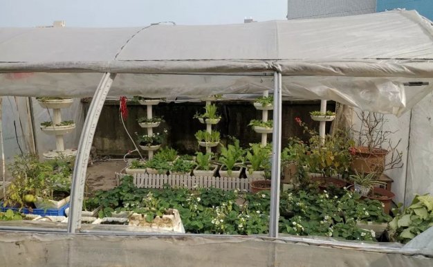 我的楼顶菜园，开启冬季种植模式
