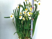 春节水仙养护与花期控制技术