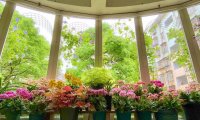为养花拆窗，60后资深花友，打造10㎡自动滴灌阳台花园！