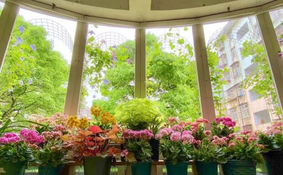 为养花拆窗，60后资深花友，打造10㎡自动滴灌阳台花园！