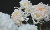 象征高尚纯洁的菊花，为何被用作丧葬之花？