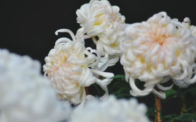 象征高尚纯洁的菊花，为何被用作丧葬之花？